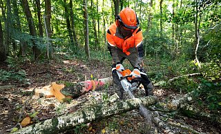 Kräftige Stämme, starkes Gerät: Wer Bäume mit einem Durchmesser von mehr als zehn Zentimeter bezwingen will, muss zur Benzin-Motorsäge greifen. - Claudio Kalex/SidM/selbst.de/dpa-tmn