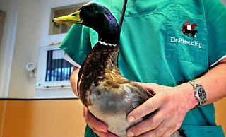 Tierarzt Dr. Peter Hettling hat seinen geflügelten Patienten vom Pfeil befreit. - FOTO: ANDREAS FRÜCHT