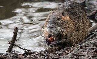 Nutrias breiten sich auch in Bünde immer weiter aus.?Symbolfoto: dpa - Symbolfoto: dpa
