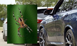 Wegen einer "Riesenspinne" wurde die Polizei jetzt auf die Autobahn 33 gerufen. - Symbolbilder: Pixabay