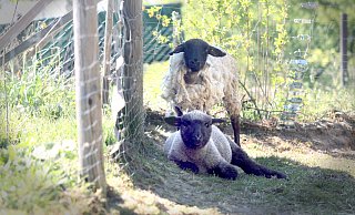 Brutus (vorne) und Frau Fussel fühlen sich in ihrem neuen Zuhause sichtlich wohl. Noch vor wenigen Wochen hatte darauf nichts hingedeutet. - Felix Eisele