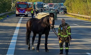 Kassandra Schröder hatte am Mittwoch keinen alltäglichen Einsatz. Die Feuerwehrfrau musste sich mitten auf der Autobahn um ein verletztes Pferd kümmern. - Feuerwehr Bad Oeynhausen Kassandra Schröder hatte am Mittwoch keinen alltäglichen Einsatz. Die Feuerwehrfrau musste sich mitten auf der Autobahn um ein verletztes Pferd kümmern. - Feuerwehr Bad Oeynhausen