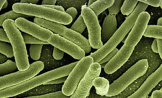Mikroskopische Aufnahme von coliformen Bakterien. Solche wurden im Detmolder Trinkwasser nachgewiesen wurden. - Symbolbild: Pixabay