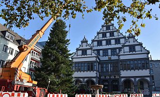 18,80 Meter hoch und 3,2 Tonnen schwer ist die Tanne, die nun den Platz vor dem Rathaus ziert. - Sara Mattana