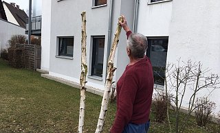 Diese kleine Birke in einem privaten Vorgarten am Rottbusch wurde von Unbekannten - vermutlich in einer Nacht- und Nebelaktion - unterhalb der Krone gekappt. - Mareike Patock