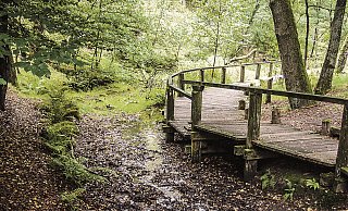 Der Ursprung: Aus dem sumpfigen Boden des Emsquellen wird schnell ein kleiner Bach und dann ein großer Fluss. - Foto: Rainer Tienes