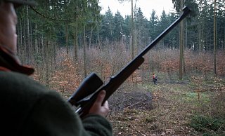 Noch ist unklar, wie es zu dem Jagdunfall während der Drückjagd im Forst bei Warburg kommen konnte. (Themenbild) - dpa