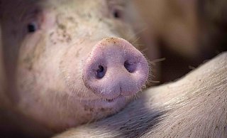 Die Mehrzahl sieht zwar Handlungsbedarf in der Tierhaltung, findet Äußerungen der Gegner von Fleischkonsum aber oft als extrem und übergriffig. - dpa Die Mehrzahl sieht zwar Handlungsbedarf in der Tierhaltung, findet Äußerungen der Gegner von Fleischkonsum aber oft als extrem und übergriffig. - dpa