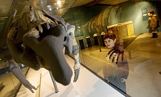 Ein Junge bestaunt die 30 Millionen Jahre alten Überreste einer Seekuh. Der LWL will ab dem 1. September das Dobergmuseum betreiben, weil seine Sammlung als bedeutend gilt. - Gerald Dunkel