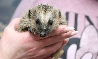Mit seinen Kulleraugen sieht dieser Igel sehr niedlich aus. Doch er ist zu schwach, um ohne Hilfe zu überleben. - Susanne Blersch