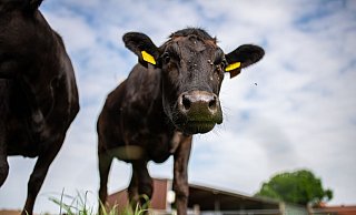 Zwei junge Wagyu Ochsen auf dem landwitschaftlichen Betrieb Holtmann auf einer Weide. - Foto: Guido Kirchner/dpa