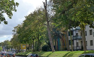 Haben es schwer: Viele Bäume haben am Gierswall einen nicht mehr artgerechten Standort. - Hans-Hermann Igges