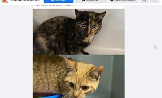 Auf Facebook bittet der Bielefelder Tierschutzverein um Hinweise auf die Herkunft der Katzen.