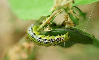 Grün mit schwarzen Punkten: Die Raupen des Buchsbaumzünslers sorgen im Kreis Paderborn für Unmut bei Gartenbesitzern. - Pixabay