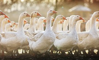 Weihnachtsthema: Aus dem Leben einer Weihnachtsgans - Sarah Jonek