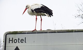 Storch auf Hotelsuche? Sinnbildlich steht dieses Foto vom Storch am Johannisberg für seine brutwilligen Artgenossen, die von aggressiven Kanadagänsen verdrängt werden. - Kurt Ehmke