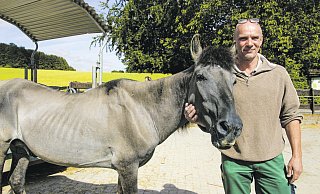 Bubi: Der Tarpan ist 26 Jahre alt, Tierpfleger Markus Hinker ist etwas älter. - Kurt Ehmke