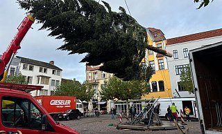 Eine logistische Meisterleistung: Der Transport und das Aufstellen der XXL-Tanne, die auch in diesem Jahr wieder rund zwanzig Meter misst und schon bald geschmückt werden soll, um Herforderinnen und Herforder in Weihnachtsstimmung zu versetzen. - Claus Frickemeier