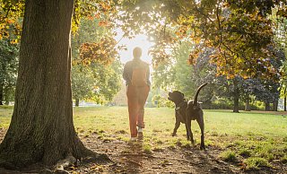 Hunde sind im Paderborner Stadtgebiet ein sehr beliebtes Haustier. - dpa-tmn