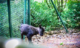 Wie soll das niedliche Rentier-Baby heißen? Die NW und der Herforder Tierpark suchen nun nach einem Namen für den Mini-Hirsch. - Daniel Salmon