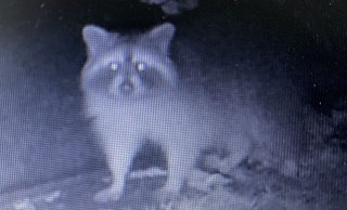 Fotoshooting in der Nacht: Statt eines Igels posiert ein Waschbär vor der Kamera in einem Herforder Garten. - Privat