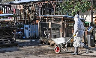 Der Ausbruch der Seuche hat die deutschen Landwirte zutiefst erschüttert. Seit 1988 galt Deutschland eigentlich als seuchenfrei.Der Ausbruch der Seuche hat die deutschen Landwirte zutiefst erschüttert. Seit 1988 galt Deutschland eigentlich als seuchenfrei.Der Ausbruch der Seuche hat die deutschen Landwirte zutiefst erschüttert. Seit 1988 galt Deutschland als seuchenfrei. - dpa