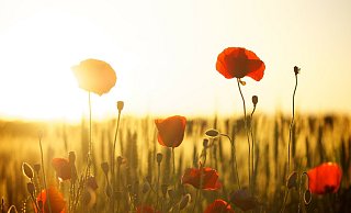 In Gütersloh soll es schon bald bis zu 36 Grad warm werden. - Pixabay