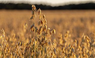 Weil sie ihr Feld besprühen, werden zwei Landwirte von Unbekannten bedroht. - Jan-Henrik Gerdener