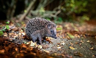 Auf der Suche nach Schutz und Nahrung: Gartenbesitzer können Igel im Herbst unterstützen. - Jonas Walzberg/dpa/dpa-tmn