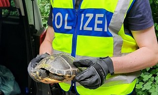 Tierische Einsätze für die Paderborner Bundespolizei: Diese kleine Schildkröte hatte sich im Gleisbett festgelaufen. - Bundespolizeidirektion Sankt Augustin