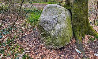 Wer genau hinschaut, kann in diesem Gedenkstein sogar ein Gesicht erkennen. Seine Jagdfreunde haben ihn an der Stelle am Brackweder Käseberg aufgestellt, wo er tot dahinsank. Zudem haben sie eine Buche für ihn gepflanzt. - Andreas Zobe