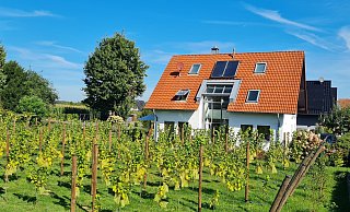 Der Weingarten in Helpup ist ein richtiger Hingucker. - Kettner