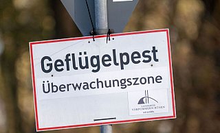 In Baden-Württemberg sind erste Fälle der Vogelgrippe nachgewiesen worden. (Symbolbild) - Stefan Sauer/dpa