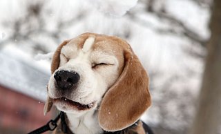 Eine Gassitour im Winter kann ganz schön unangenehm sein. Ältere oder gesundheitlich angeschlagene Hunde brauchen hier besondere Rücksicht. - Fredrik von Erichsen/dpa/dpa-tmn
