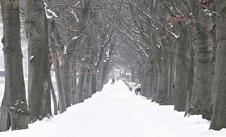 Die mächtigen Rotbuchen am Lachtropweg sind immer eine tolle Kulisse. Im Winter entfaltet die Allee aber eine ganz besondere Stimmung. - Meiko Haselhorst