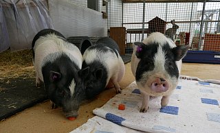 Den drei Mini-Schweinen Warny, Randy und Elfi geht es im Lübbecker Tierheim saugut. - Sonja Vollmer
