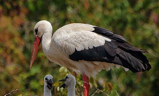 Der Storch in Ahle mit den zwei Küken. - Peter Schubert