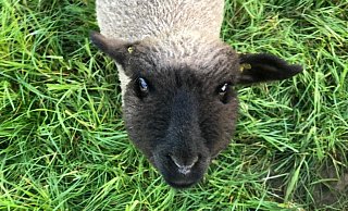 Mit seinen sanften Augen und seinem vorsichtigen Gemüt hat Brutus nicht nur die Tierschützer, sondern auch die Mitarbeiter des Lebenshofes verzaubert. - Tara Hupe