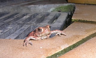 Frösche und Kröten machen sich derzeit auf den Weg in ihr Winterquartier. Der Naturschutzbund bittet Bürger, den Amphibien dabei zu helfen und Gullys und Kellerschächte, wenn möglich, abzudecken oder eine Ausstiegshilfe einzurichten. - NABU Leopoldshöhe/Ewald Thies