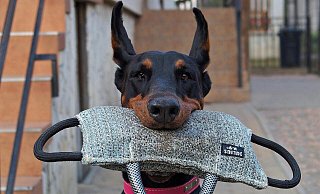 Ein Dobermann soll in Bad Oeynhausen wiederholt Menschen gebissen haben. Darum muss sich der Halter wegen fahrlässiger Körperverletzung vor Gericht verantworten. - Pixabay