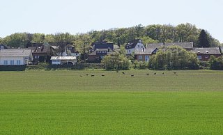 Die wilde Schafherde an der Barkser Straße. - Stefan Lyrath