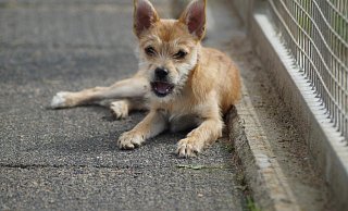 Als winziger Welpe kam Hündin Fay Anfang Mai ins Bünder Tierheim. Nun ist sie bereit für ein Zuhause bei aktiven Hundefreunden. - Tierheim Bünde