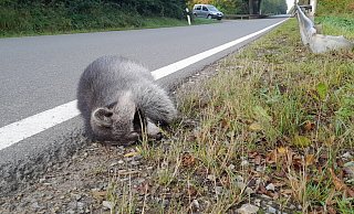 Wildunfälle, wie hier mit einem Waschbären an einer Landesstraße im Kreis Paderborn, kommen besonders im April und November häufiger vor. - Uwe Müller
