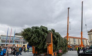 Der Baum für den diesjährigen Dresdner Striezelmarkt ist eine etwa 25 Meter hohe Nordmanntanne aus Freital. - Daniel Wagner/dpa