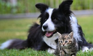 Ein Herz und eine Seele? Mit Geduld und Gelassenheit kann die Zusammenführung von Hund und Katze funktionieren. - Patrick Pleul/dpa