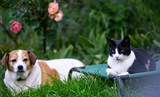 Unterschiedliche Charaktere erschweren das Zusammenleben von Hund und Katze: Nicht jede Konstellation ist geeignet. - Monika Skolimowska/dpa