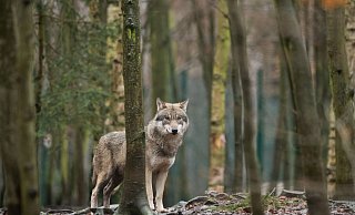 Ein Wolf steht in einem Tierpark in Sachsen-Anhalt in seinem Gehege. Die Ampel-Koalitionäre wollen das Zusammenleben von Weidetieren, Mensch und Wolf so gestalten, «dass trotz noch steigender Wolfspopulation möglichst wenige Konflikte auftreten». - Klaus-Dietmar Gabbert/zb/dpa