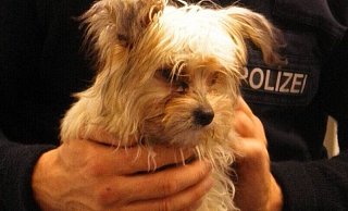 Offenbar hatte sich die fünf Monate alte Hündin von ihrem Zuhause nahe des Bahnhofs Borgeln davongestohlen und war mit dem Zug auf Reisen gegangen. - Bundespolizei