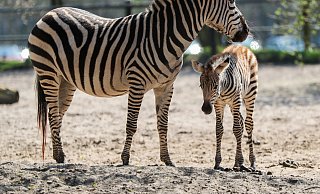 Das Zebra-Fohlen mit seiner Mutter. Sie leben im Tierpark Ströhen. - Tierpark Ströhen