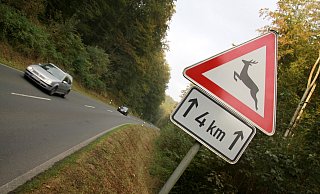 Um Wildunfälle zu verhindern, gilt es, die Fahrbahnränder im Blick zu behalten und Wildwechselschilder zu beachten. - David Schellenberg